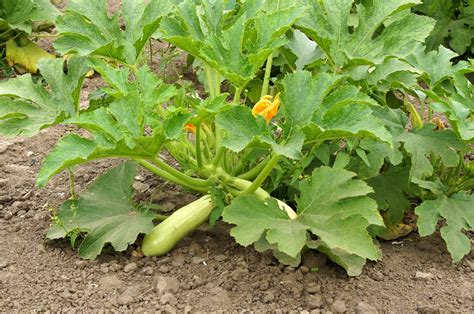 Zucchini Seedlings