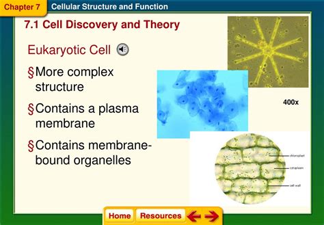 Ppt Chapter Cellular Structure And Function Powerpoint Presentation