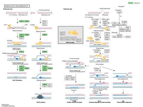 KEGG PATHWAY Homologous Recombination Reference Pathway