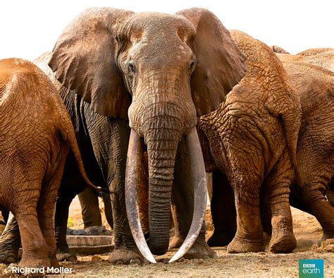 🔥 The Size of This Elephant's Tusks : r/NatureIsFuckingLit