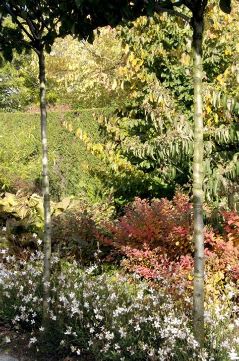 Gaura Lindheimeri Whirling Butterflies Lindheimers Prachtkaars