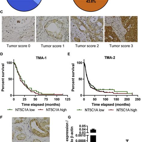 Pdf Cytosolic 5′ Nucleotidase 1a Is Overexpressed In Pancreatic