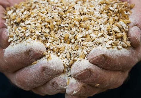 Brewers Spent Grains Brewer World Everything About Beer Is Here