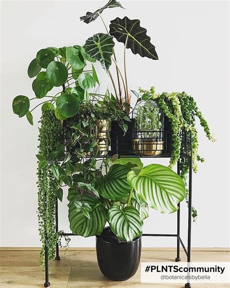 Tips For Grouping Indoor Plants To Give Your Space An Urban Jungle Vibe