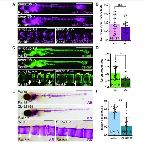 A Mmp13b Knock Out And Chemical Inhibition Leads To Reduced