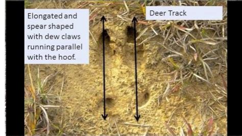 Hog Track vs Deer Track - Differentiate Using Dewclaws - MetalLens