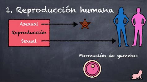 Reproduccion Sexual En Humanos