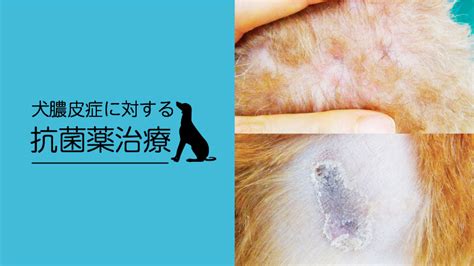 犬膿皮症に対する抗菌薬治療 Sacnavi｜共立製薬