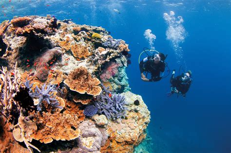 Best Scuba Diving Spots On The Great Barrier Reef Tourism Australia