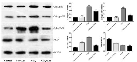 Collagen Iii Antibody Affinity Biosciences Ltd