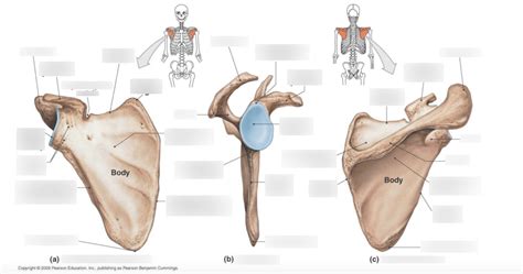 Scapula Diagram Quizlet