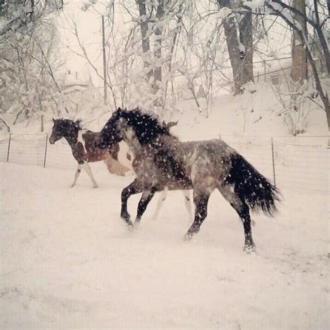 June in the snow :) blue roan percheron horse | Percheron horses ...