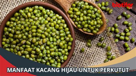 Manfaat Kacang Hijau Untuk Perkutut Khasiat Luar Biasa Biotifor