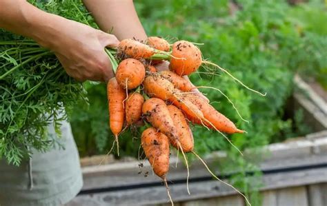 How To Grow Carrots In A Raised Bed Bed Gardening