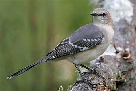 Northern Mockingbird Bird Gallery Houston Audubon