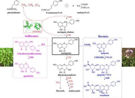 Frontiers Engineering The Expression Of Plant Secondary Metabolites