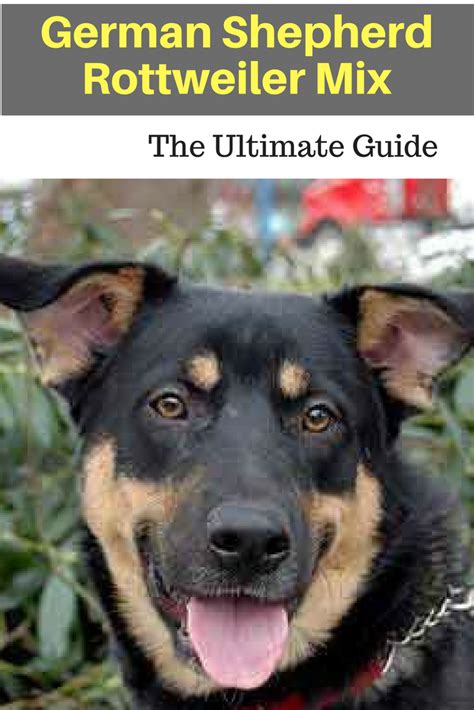 German Shepherd Rotweiler Mix The Ultimate Guide