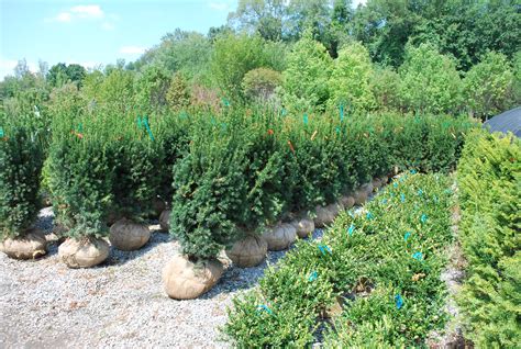 Evergreen Shrubs Planters Choice