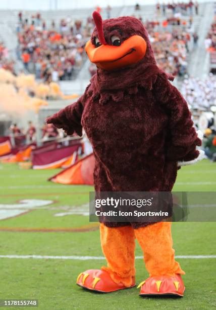 Virginia Tech Hokies Mascot Photos and Premium High Res Pictures ...