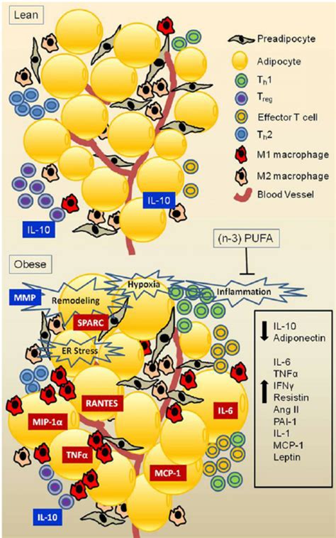 Obesity Associated Immune Cell Infiltration Of Adipose Tissue Lean