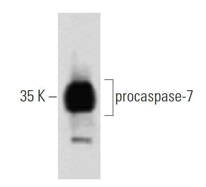 Caspase Antibody Scbt Santa Cruz Biotechnology