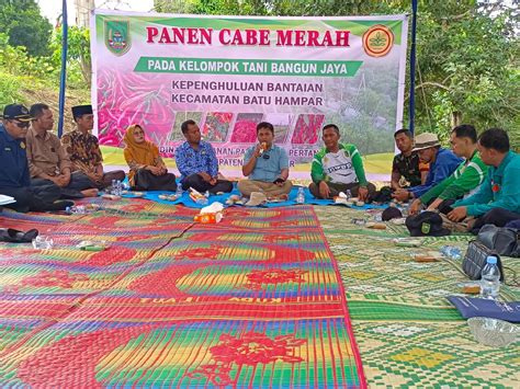 DKPP Rohil Panen Raya Cabe Merah Di Lahan Kelompok Tani Bangun Jaya