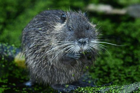 DIE NUTRIA | Naturschutz Ruhr