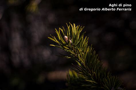 Concorso Fotografico I Volti Della Montagna Caichivasso