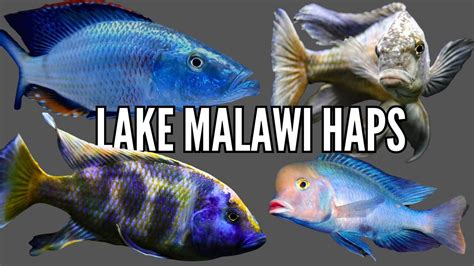 Top 10 Favorite Lake Malawi Haplochromis Cichlids YouTube