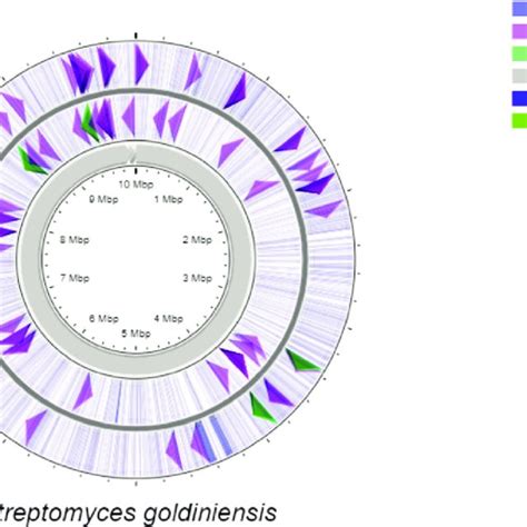 Circular Representation Of The Linear Streptomyces Goldiniensis Genome