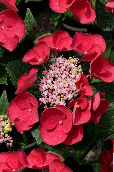 Buy Cherry Explosion Hydrangea Plant Free Shipping For Sale Online