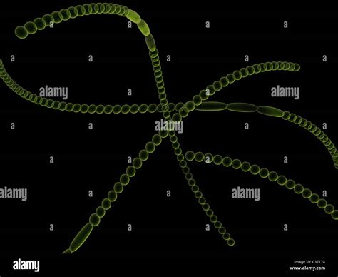 Anabaena or nostoc hi-res stock photography and images - Alamy