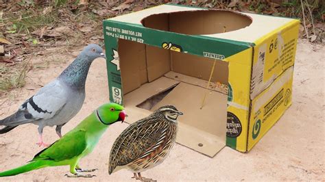 Easy Underground Bird Trap How To Make Bird Trap Easy Using Paper Box