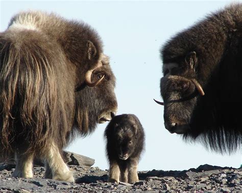 Musk Ox | MowryJournal.com