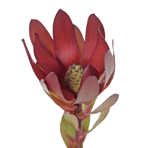 Leucadendron Bellaflor Group Ecuador