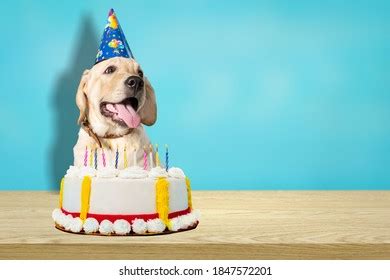 Funny Dog Birthday Cake Hat Stock Photo (Edit Now) 1847417686