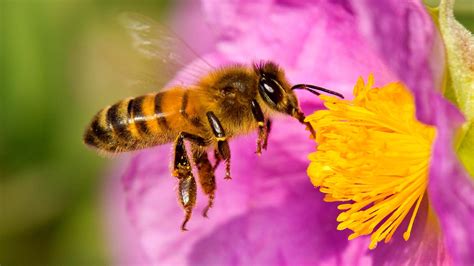 Día Mundial de las Abejas por qué son tan importantes