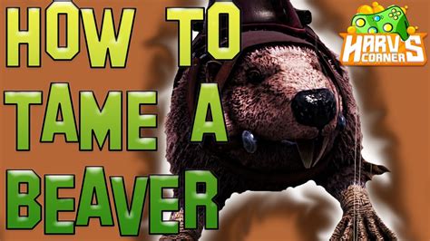 Ark How To Tame A Beaver Ark Survival Evolved Youtube