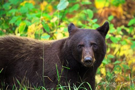 Bears in Glacier National Park | Jason Savage Photography