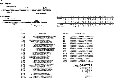 Figure From Recognition Sequence Of A Highly Conserved Dna Binding