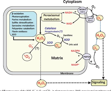 Figure From Ros Generation In Peroxisomes And Its Role In Cell