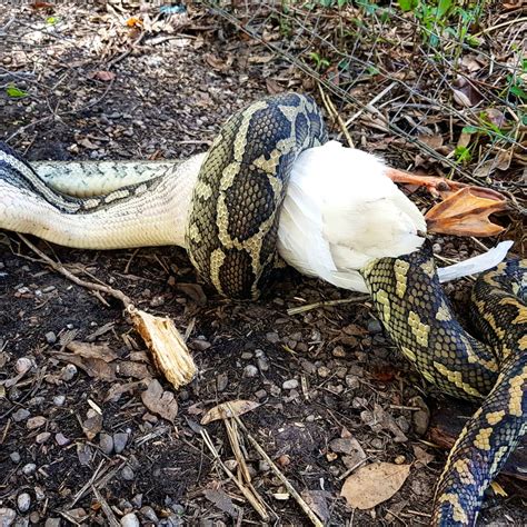 Sunshine Coast Snake Catchers 24 7 Sunshine Coast Snake Removal