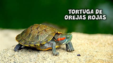 TORTUGA DE OREJAS ROJAS Cuidados y Alimentación AcuaTerrarias