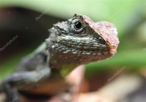 Dragon Agama Lizard Stock Photo By ©macropixel 6313692