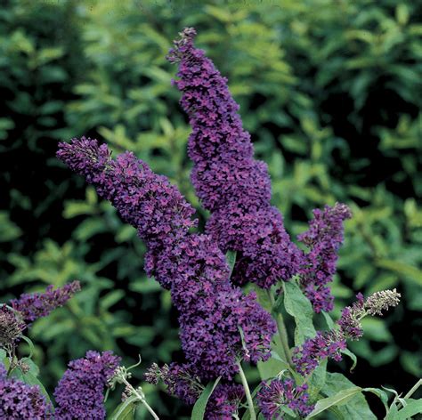 English Butterfly™ Purple Emperor™ - Butterfly Bush - Buddleia davidii ...