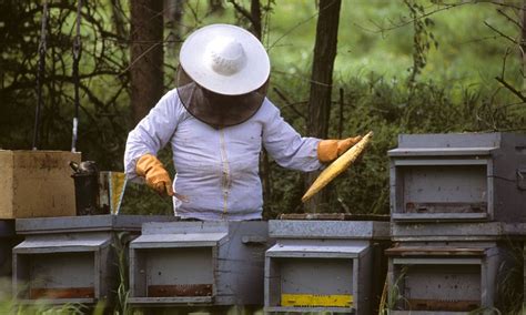 Queen Bee Rearing Techniques: Ensuring Strong Offspring