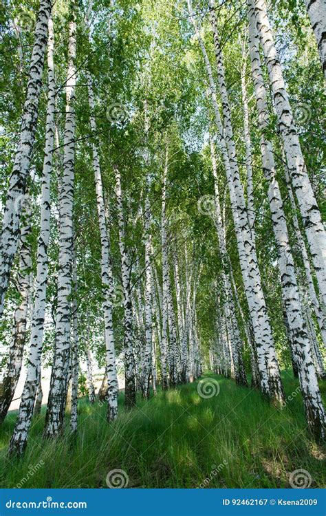 Paisagem Do Bosque Do Vidoeiro Na Mola Imagem De Stock Imagem De