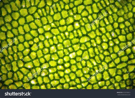 Plant Cell Under Microscope Stock Photo 523376812 - Shutterstock