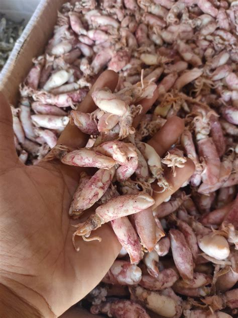 Ikan Asin Cumi Sotong Rebus 100 Grm Lazada Indonesia