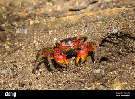 Spider Crab Neosarmatium Meinerti Sesarmidae Stock Photo Alamy